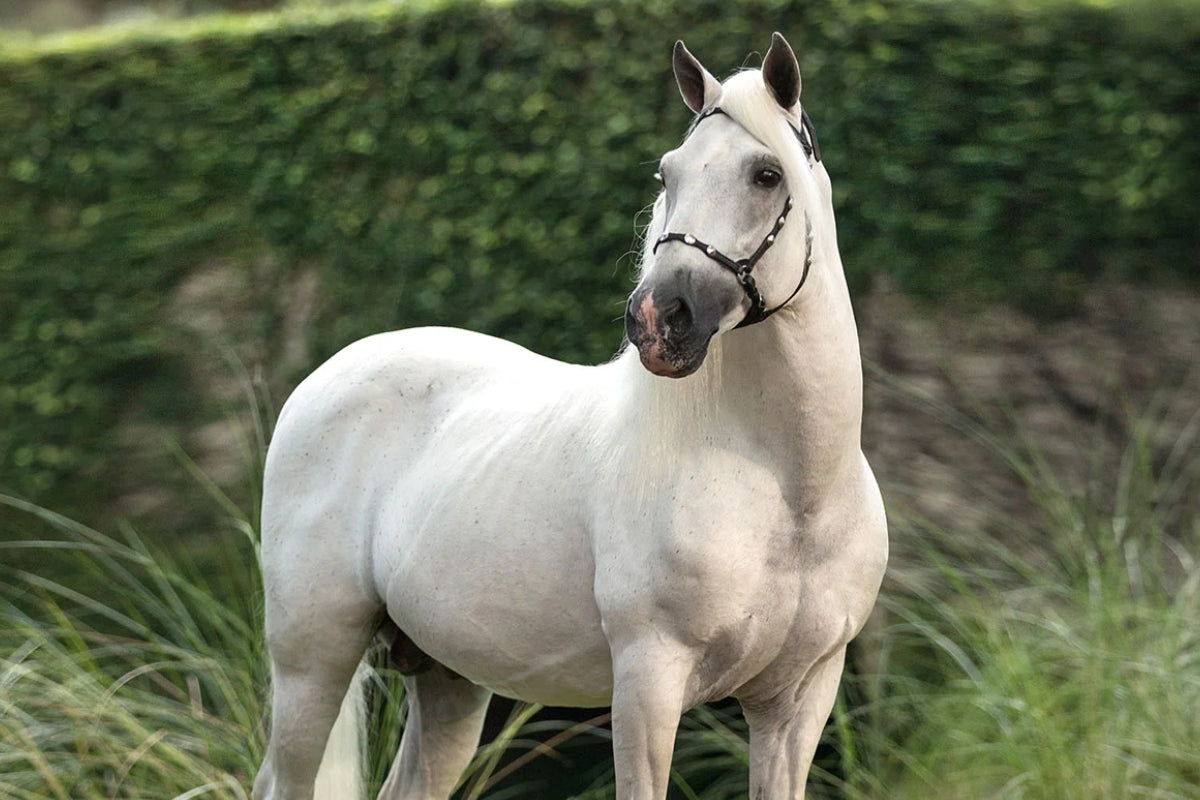 Profeta de Besilú, una leyenda del Paso Fino que ha dejado un legado imborrable